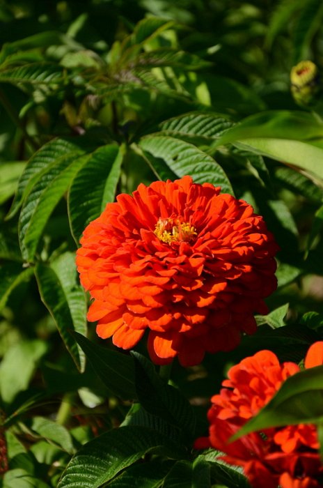 Zinnia elegans 'Super Yoga orange'